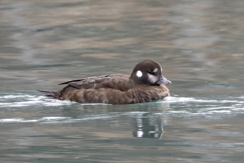 Harlequin Duck