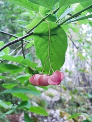 Euonymus latifolius