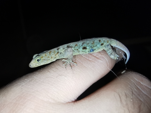 Yellow-headed Gecko