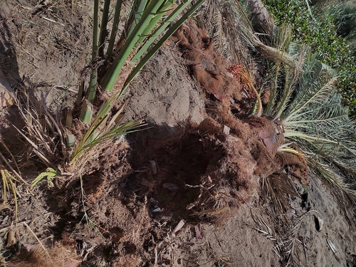 Red Palm Weevil