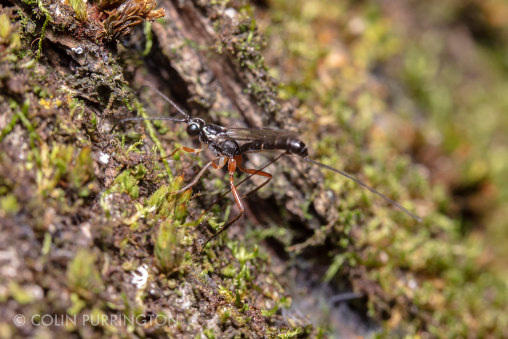 Ovipositing wasp in Tribe Ephialtini.
