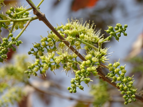 four-leaved bushwillow
