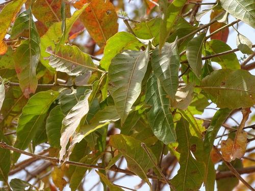 four-leaved bushwillow