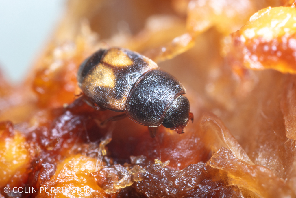 Dried fruit beetle from media pennsylvania on january 26 2023 at 09 