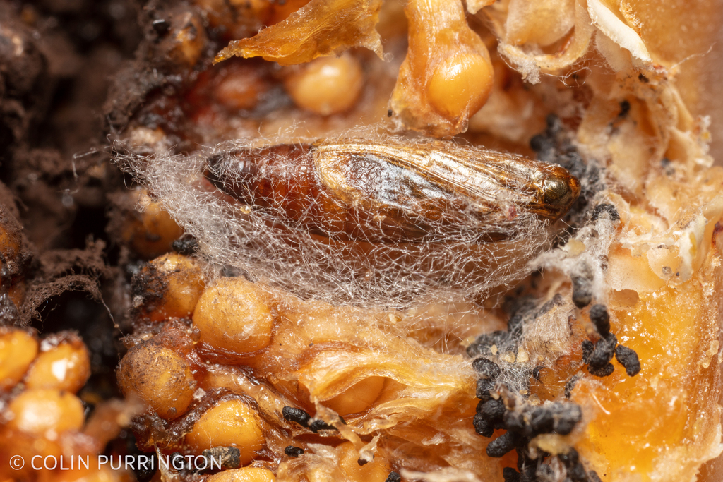 Butterflies and Moths from media, pennsylvania on January 26, 2023 at