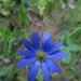 Southern Anemone - Photo (c) Patrich Cerpa, all rights reserved, uploaded by Patrich Cerpa