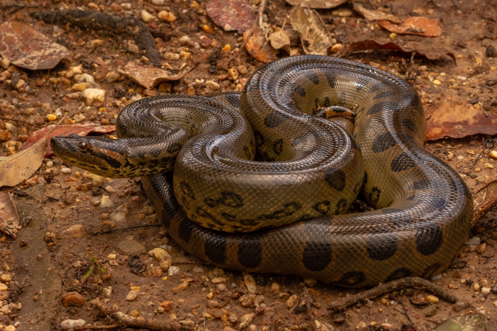 Anaconda (Eunectes murinus) · iNaturalist Mexico