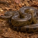 Green Anaconda - Photo (c) Luis F. C. de Lima, all rights reserved, uploaded by Luis F. C. de Lima