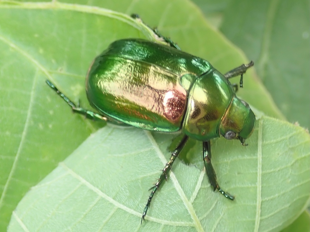 Japanese Fruit Beetle from 赤川4丁目, 大阪市旭区, 大阪府, JP on June 30, 2021 at 04 ...