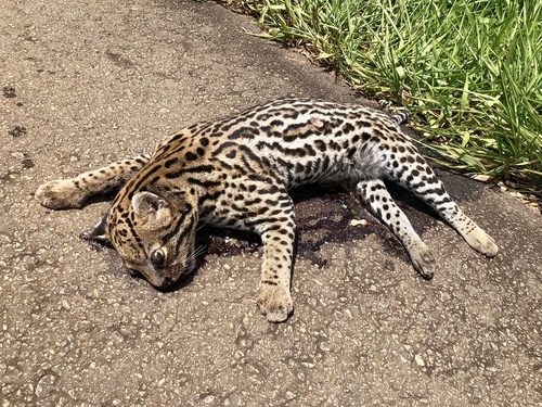South American Ocelot