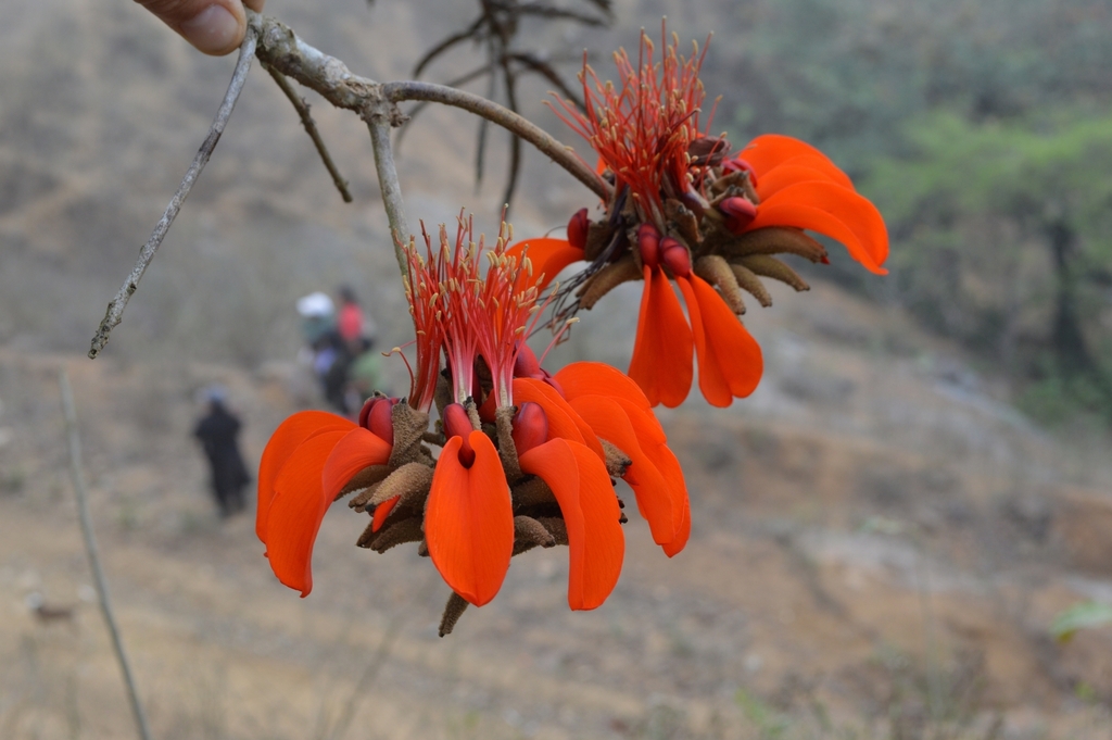 Árbol del coral