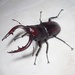 日本鋸鍬形蟲 - Photo 由 栗鼠 所上傳的 (c) 栗鼠，保留所有權利