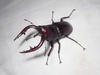Japanese Stag Beetle - Photo (c) 栗鼠, all rights reserved, uploaded by 栗鼠
