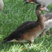 Egyptian Goose × Muscovy Duck - Photo (c) Jay L. Keller, all rights reserved, uploaded by Jay L. Keller