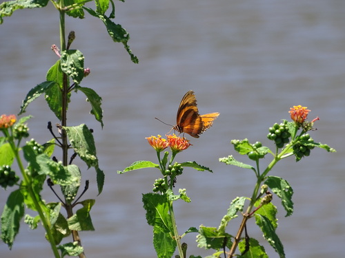 Banded Orange Heliconian