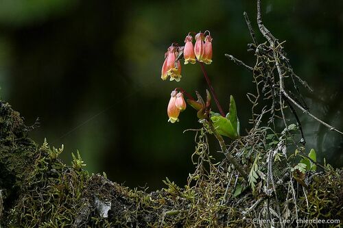 Kalanchoe porphyrocalyx