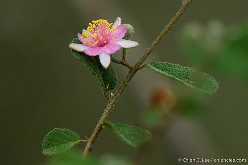 Grewia androyensis