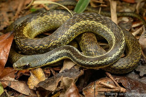 Eastern Madagascar Water Snake