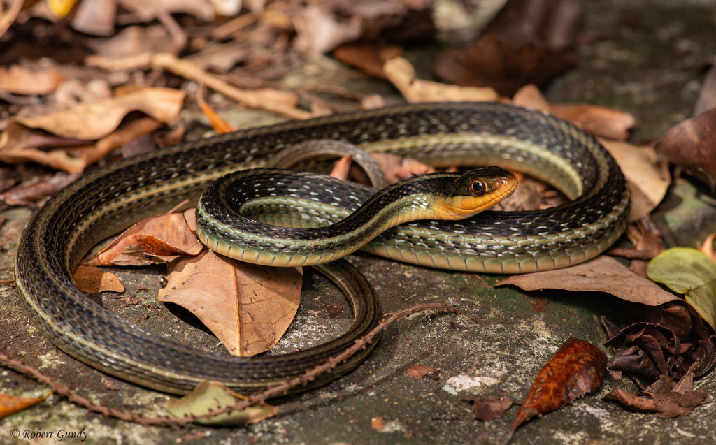 Central American Ribbon Snake From Cozumel Quintana Roo Mexico On