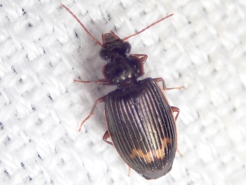 Coptodera subapicalis · iNaturalist