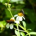 Megachile indonesica - Photo (c) Lena Chow, כל הזכויות שמורות, הועלה על ידי Lena Chow