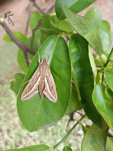 Vine Hawkmoth