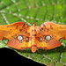 Window-winged Moths - Photo (c) gernotkunz, all rights reserved, uploaded by gernotkunz