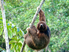 Macaco-prego-preto (Sapajus nigritus) · BioDiversity4All