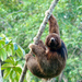 Southern Maned Sloth - Photo (c) Henrique Nogueira, all rights reserved, uploaded by Henrique Nogueira