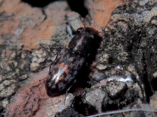 Elacatis ocularis · iNaturalist