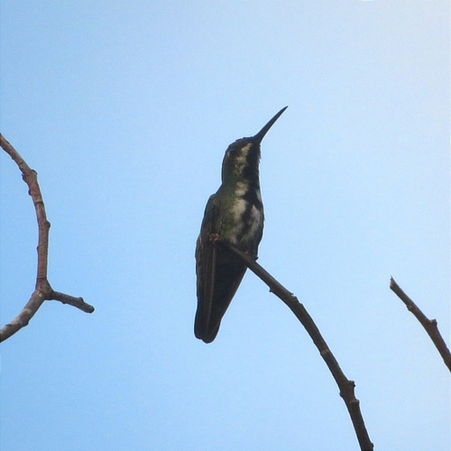 Black-throated Mango