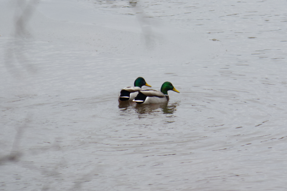 청둥오리 from Aldershot, Burlington, ON, Canada on 2023년 01월 26일 (목) at 12:58 오후 by Kat · iNaturalist 청둥오리 (Anas... 