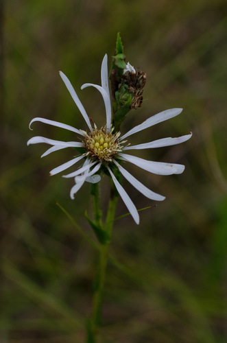 Apalachicola aster (Eurybia spinulosa)