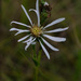 Eurybia spinulosa - Photo (c) j_albright, όλα τα δικαιώματα διατηρούνται