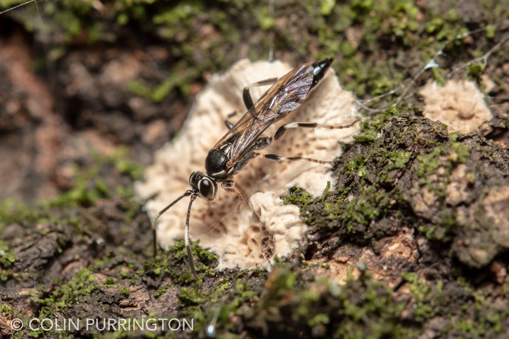 Coelichneumon navus (female)