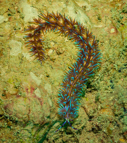 Blue Dragon
