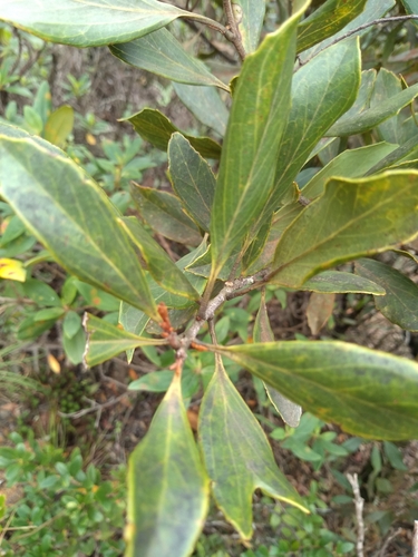 Roupala gracilis