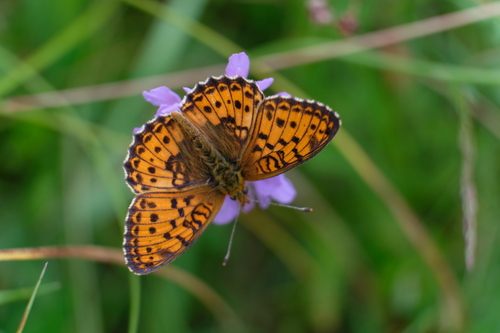 Lesser Marbled Fritillary