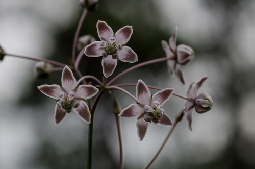 Asclepias cinerea Walter