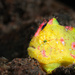 Nudiantennarius subteres - Photo (c) h2omacro, all rights reserved, uploaded by h2omacro
