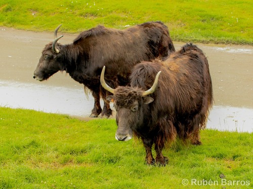 Domestic Yak