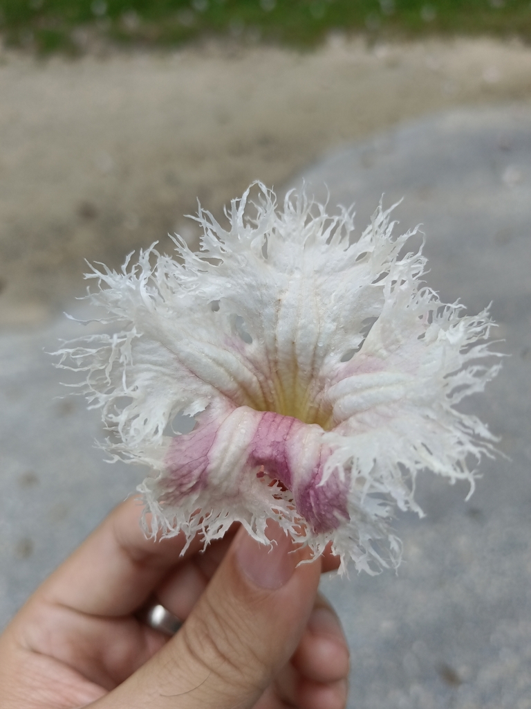Stereospermum fimbriatum (Stereospermum fimbriatum)