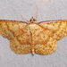 Synegia aurantiaca - Photo (c) john lenagan, all rights reserved, uploaded by john lenagan