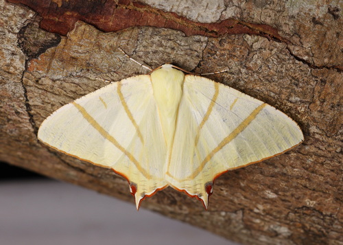 Ourapteryx versuta