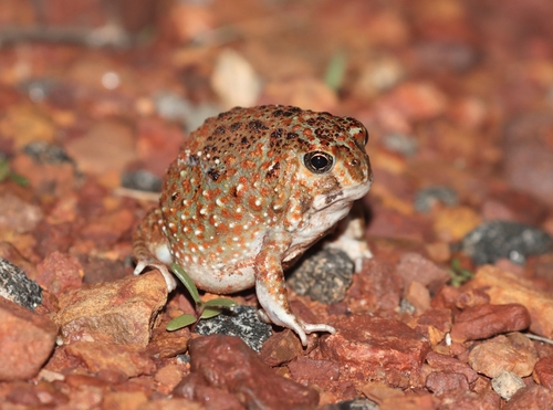 Desert Spadefoot Frog
