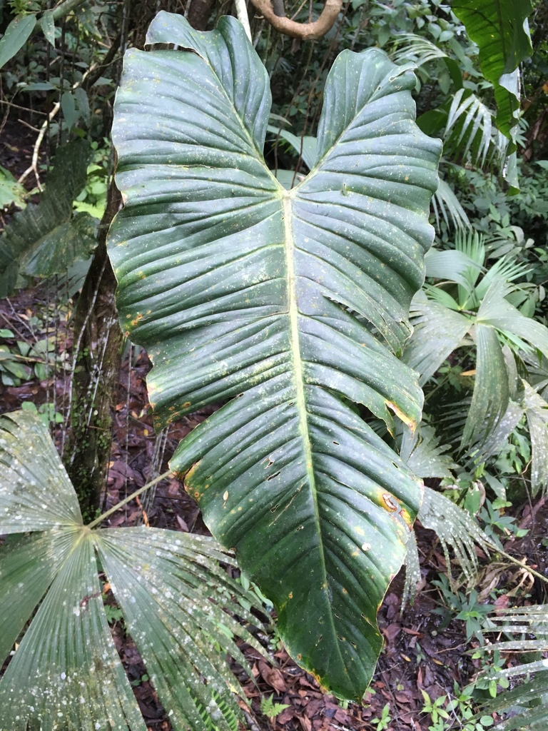 Philodendron deflexum  iNaturalist