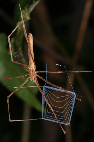 Deinopis longipes