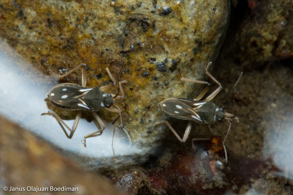Thirumalaia kaara in December 2021 by Janus Olajuan Boediman · iNaturalist