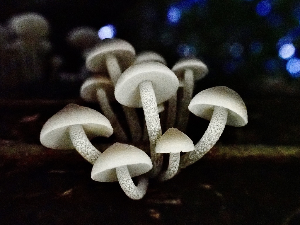 Luminous Porecap From Stoney Creek Rd Kamerunga QLD AU On January 26 luminous-porecap-from-stoney-creek-rd-kamerunga-qld-au-on-january-26