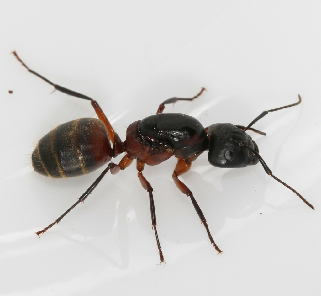 Ferruginous Carpenter Ant from Perryman, MD, USA on January 19, 2021 at ...